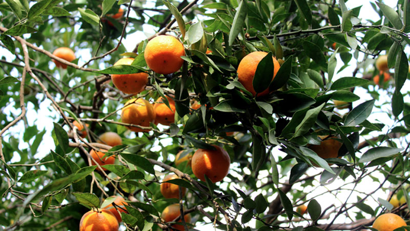 Orange Garden 