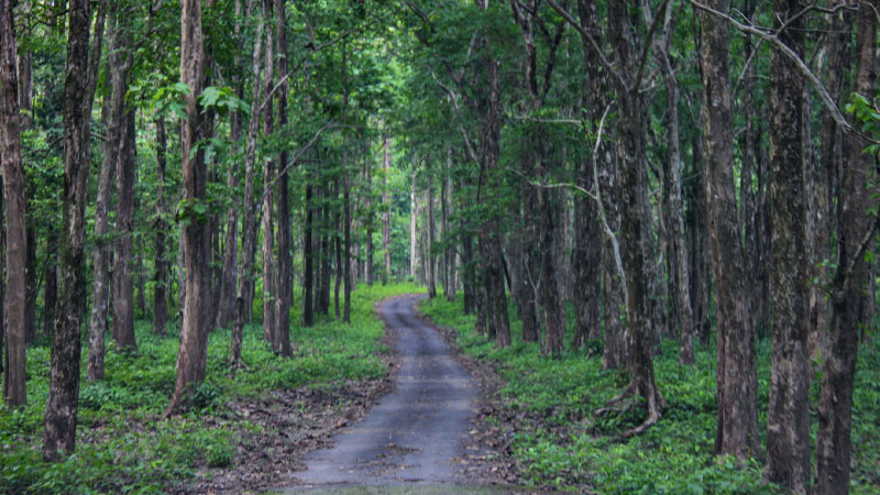 Mahananda Wild Life Sanctuary